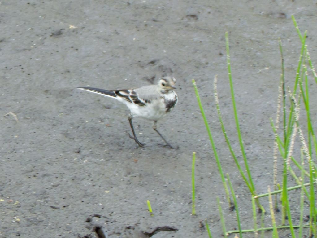Motacilla alba Linnaeus, 1758